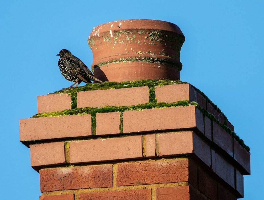 Summer Chimney Care How to Prevent Damage During the Off Season